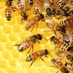 🐝蜂の巣駆除は【蜂駆除スマイル】にお任せ下さい！🐝 - 地元のお店