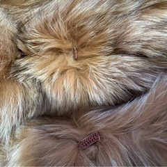 値下げ交渉可　
フォックスファー　ショートコートの画像