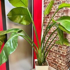 観葉植物 x 2