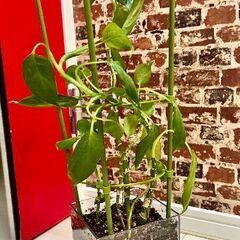 観葉植物 x 2の画像