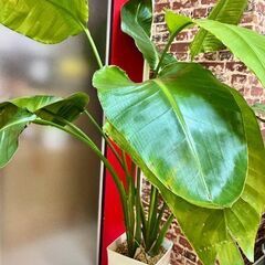 観葉植物 x 2の画像