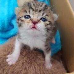 猫ケージ