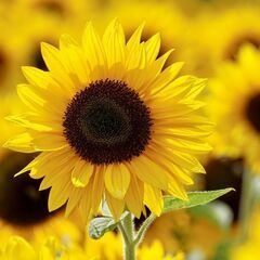 ✨🌻キミイロ✨🌻