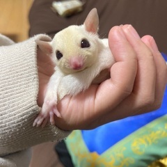 フクロモモンガ　メス　クリミノ