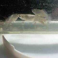 鳳凰改の画像
