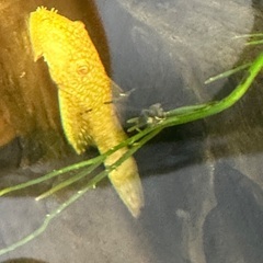 熱帯魚プレコの画像