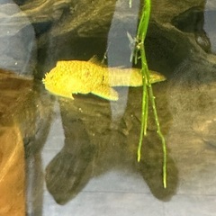 熱帯魚プレコ