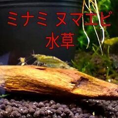 「ミナミヌマエビ(稚海老を含む)」水草や底砂など必要物サービス可その2　#アクアリウム　#水槽#ペット#飼育#癒し　夏休み自由研究　魚　雌雄大小　東京都府中市八幡町の画像