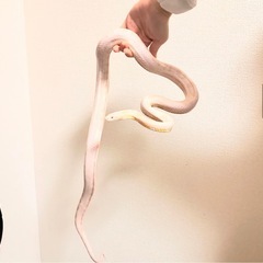 コーンスネーク　スノー