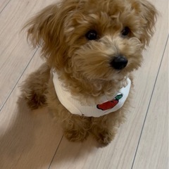犬友募集したいです♪