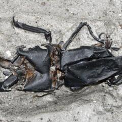 クワガタ.カブトムシの幼虫、成虫の引き取りします