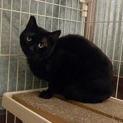 おとなしい黒猫 男の子♂ １才6カ月
