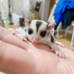 フクロモモンガ　ノーマル　オス
