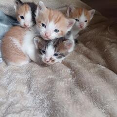 3月13日生まれ  子猫たちの里親さん募集いたします