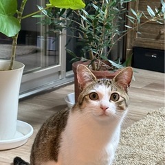 捕獲機貸して下さい　お願いします