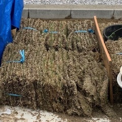 ⭐︎受付一時停止⭐︎ 芝生（高麗芝）