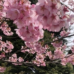 🌸友達募集🌸