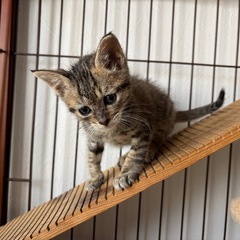 なかよし2匹です◎ − 長野県