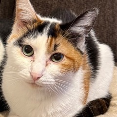 三毛猫　保護猫