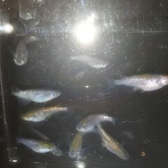 改良メダカ 生きてる宝石ヒミツヘイキ ラメ系 めだか卵20個の画像