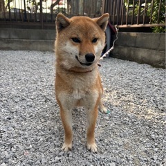柴犬