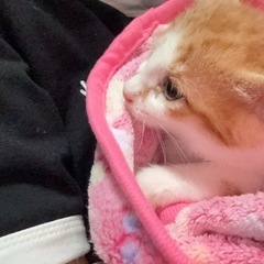 子猫用　ケージください。