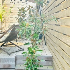 【引き取り限定】 リトル・ジェム 引き取り限定・要事前確認】 リトル・ジェム（タイサンボク）