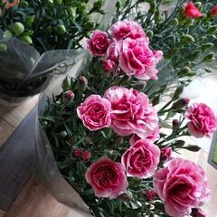 カーネーション入荷中❣️