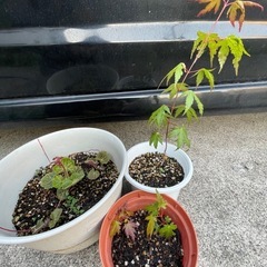 盆栽や苔玉に如何ですか？珊瑚各紅葉・ユキノシタ