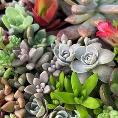 決まりました！多肉植物の寄せ植え