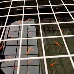 小野紅華 成魚 1匹の画像