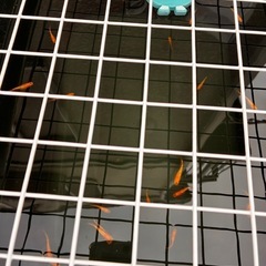 小野紅華 成魚 1匹の画像