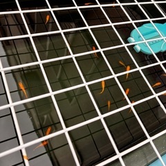 小野紅華 成魚 1匹の画像