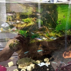 魚