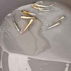 エメキン　強色素　ワンペアの画像