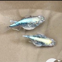 改良 MIXメダカ 20匹+オマケ【 ミックス めだか】　※説明を必ず読んでください※の画像
