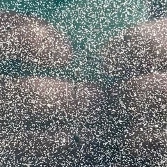 メダカ🐟ゾウリムシ 2リットルの画像