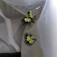 ホテイ草とイチョウウキゴケの画像