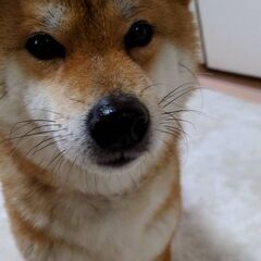 6才の柴犬の女の子です。