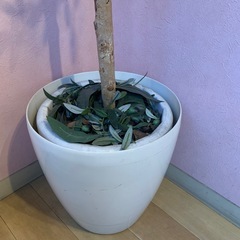 値引き交渉可、
フェイク観葉植物の画像