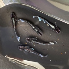 ミッドナイトフリル　メダカの画像