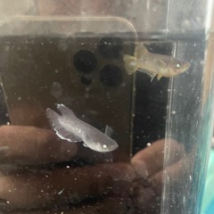 メダカ　