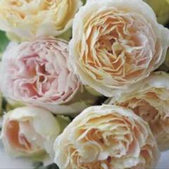 お友達募集♡カフェ♡散策♡女性限定♡