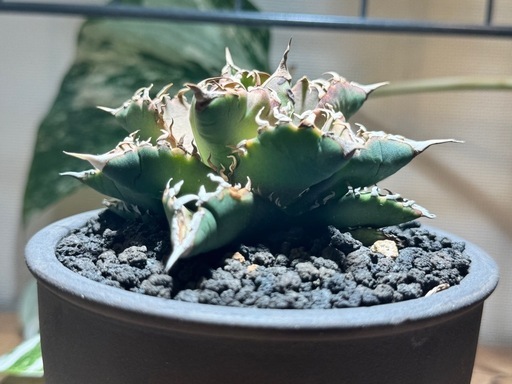 鉢付】アガベチタノタ魔獣 (かえる) 酒田のその他の中古あげます