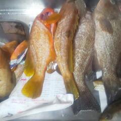 新鮮な魚