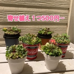 多肉植物 寄せ植え