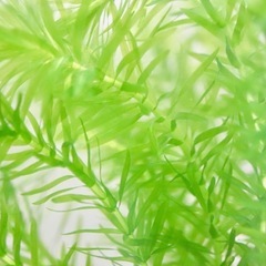 アナカリス(オオカナダモ) 10本　1本20cm程度の画像