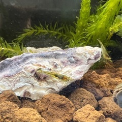ミナミヌマエビ　35匹＋α 　④