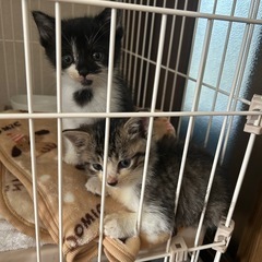 車庫の中で生まれた猫