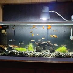 熱帯魚+水槽２つの画像